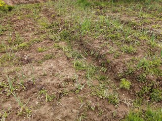 greens meadow garlic garden grass plants many bow