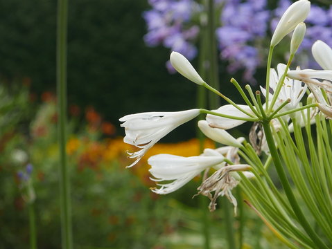Paradisea flower
