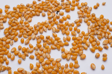 corn spread on a white sheet and focused