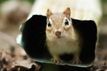 Chipmunk peeking out of a drain pipe.