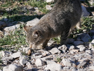 Fototapeta premium A light gray cat with a black stripe and green eyes sits on a path in the mountains among tall dry grass on a Sunny, warm autumn day.