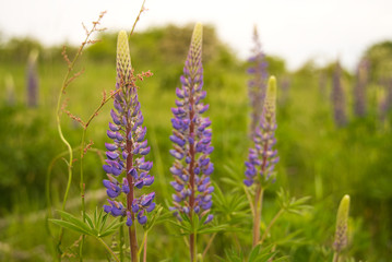 Lupine