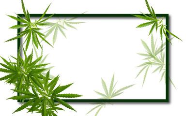 Frame of green cannabis leaves. Template frame decorated with cannabis leaves isolated on a white background