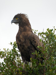 Brown Snake Eagle on lookout during the day in the Kruger National Park in Mpumalanga in South Africa