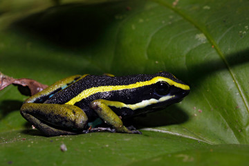 Three-striped Poison Dart Frog (Ameerega trivittata) on a Leaf. Tambopata, Amazon Rainforest, Peru