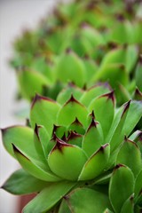 green cactus plant