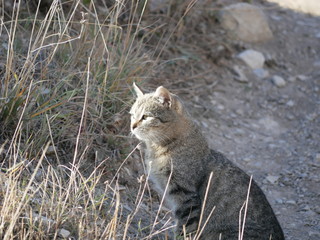 A light gray cat with a black stripe and green eyes sits on a path in the mountains among tall dry...