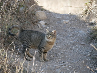 A light gray cat with a black stripe and green eyes sits on a path in the mountains among tall dry grass on a Sunny, warm autumn day.