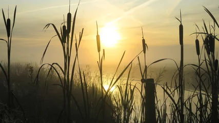 Fototapete schon Morgendämmerung über der Binse, Sonnenaufgang und Binse © Wietse