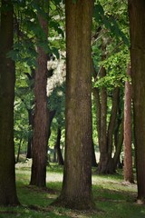 trees in the forest