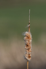 Quenouilles mortes du printemps