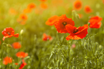 Red poppies grow in the spring field on a green close-up, background