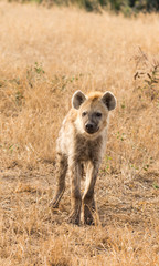 hyena in the savannah