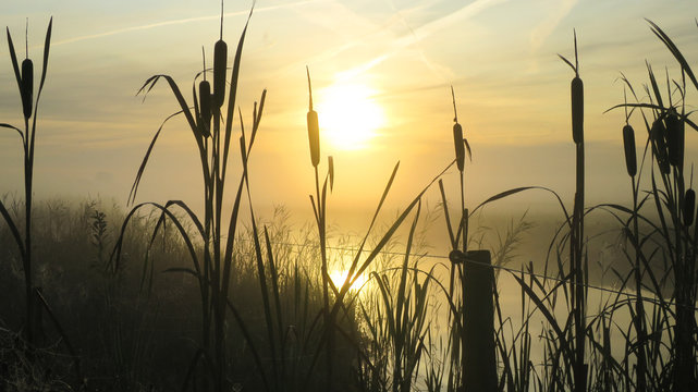 dawn over the bulrush reeds, zonsopgang en lisdodde