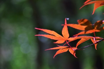 japanese maple leaf