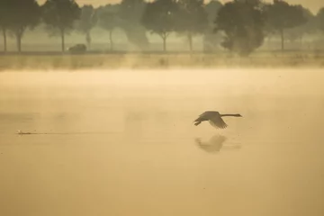 Fototapeten Muted swan taking off from lake © Wietse