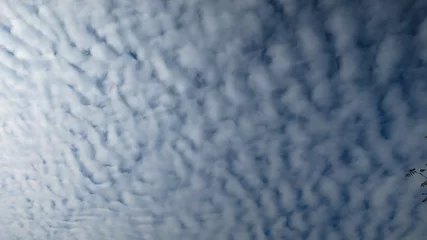 Fototapeten cirrocumulus clouds © Wietse