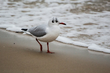 seagull on sand on the Baltic Sea