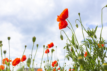 Red poppies grow in a field in spring against the blue sky