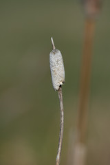 Quenouilles mortes du printemps