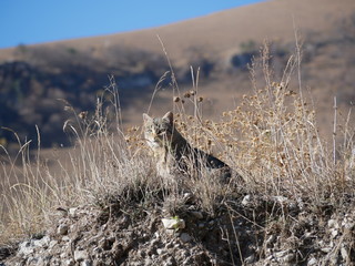 A light gray cat with a black stripe and green eyes sits on a path in the mountains among tall dry grass on a Sunny, warm autumn day.