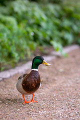 Naklejka na ściany i meble duck in the park