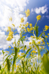 Yellow, beautiful rape growing on a field against a blue sky close-up