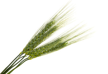 green ears of wheat Isolated