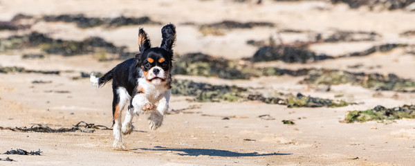 A dog cavalier king charles, a cute puppy running on the beach
