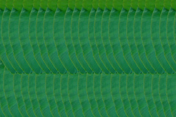 Green banana leaves arranged in a background