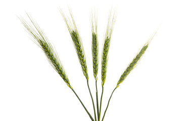 Fototapeta premium green ears of wheat Isolated