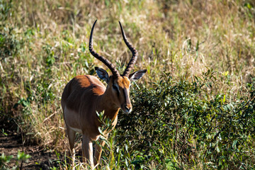 alert brown antelope tweaking grass at sunset in the forest