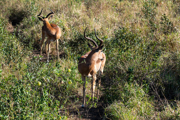 Naklejka na ściany i meble a pair of brown antelopes enjoy the evening sun