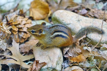 A tiny chipmunk with stripes on rocks and leaves