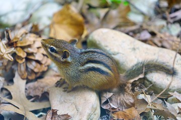 A tiny chipmunk with stripes on rocks and leaves