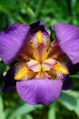 Close-up full bloom view of a purple and yellow bearded iris flower © eqroy