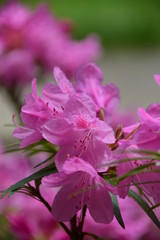 pink hydrangea flowers