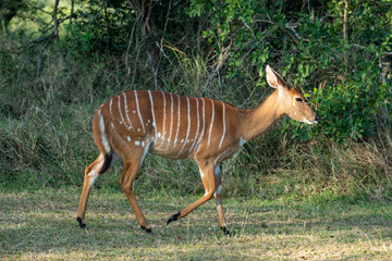 alert brown antelope tweaking grass at sunset in the forest © константин константи