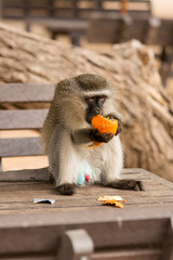 monkey in the park Kruger Africa
