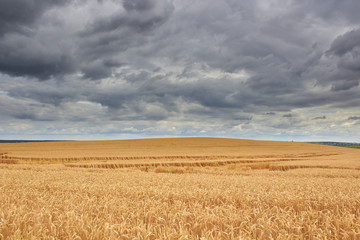 wheat field and storm clouds,on the hill the wheat has ripened with black storm clouds, bent and...