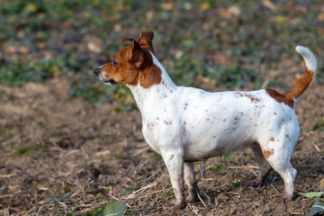 Portrait of Jack Russell Terrier on the sand