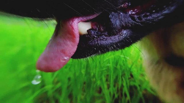 Close up of a funny shepherd dog in slow motion
