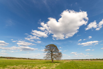 Lonely tree on the field in summer day