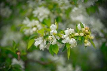 apple tree with white flowers and yellow buds