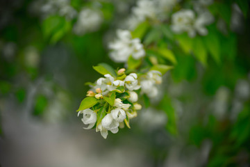 apple tree with white flowers and yellow buds