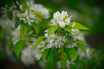 apple tree with white flowers and yellow buds