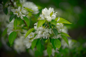 apple tree with white flowers and yellow buds
