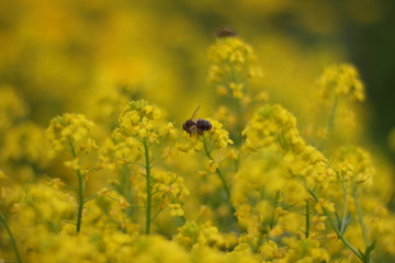 bee on yellow flower
