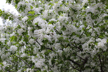 white flowers background