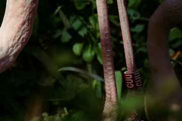 red flamingo in the zoo